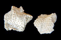 Hornera reteporacea